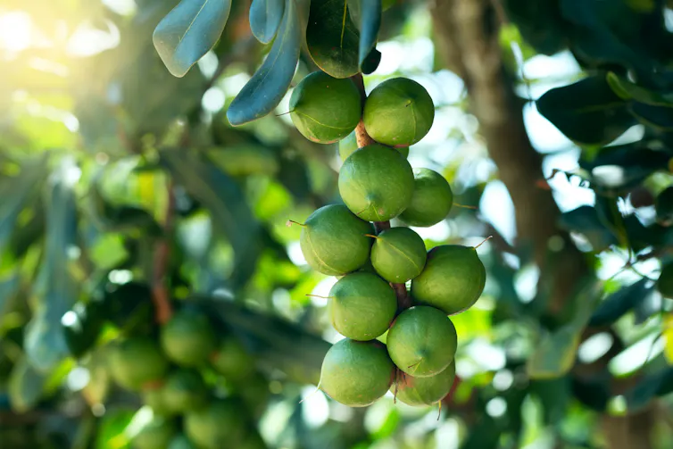 macadamia nuts