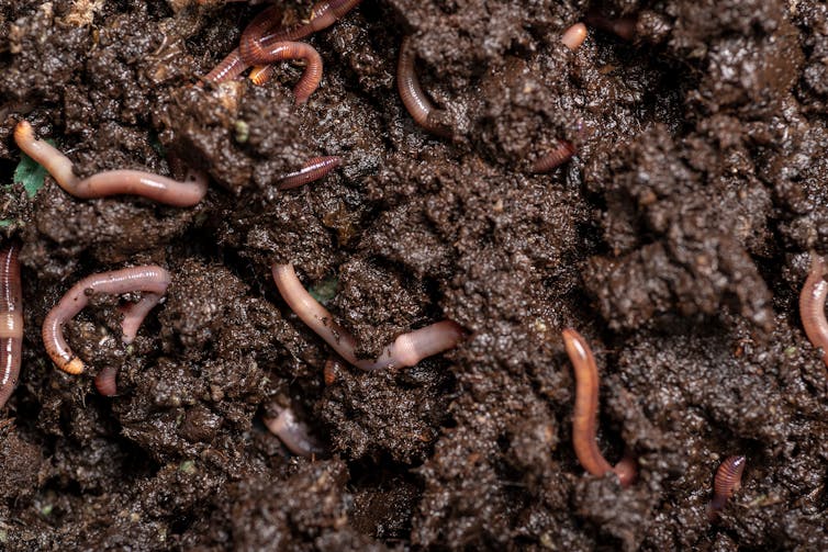 Earthworms making tunnels through soil