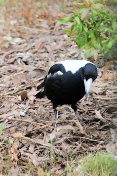 Australian magpie cocking its head to one side as it listens for worms in the soil