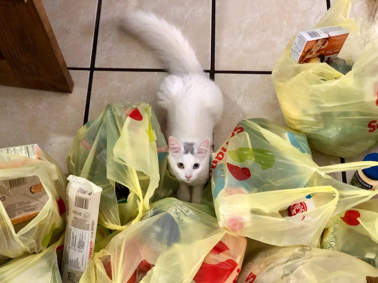 A cat amid bags of shopping.