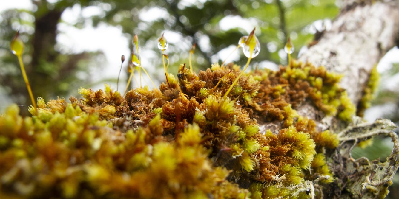 Why mosses are vital for the health of our soil and Earth