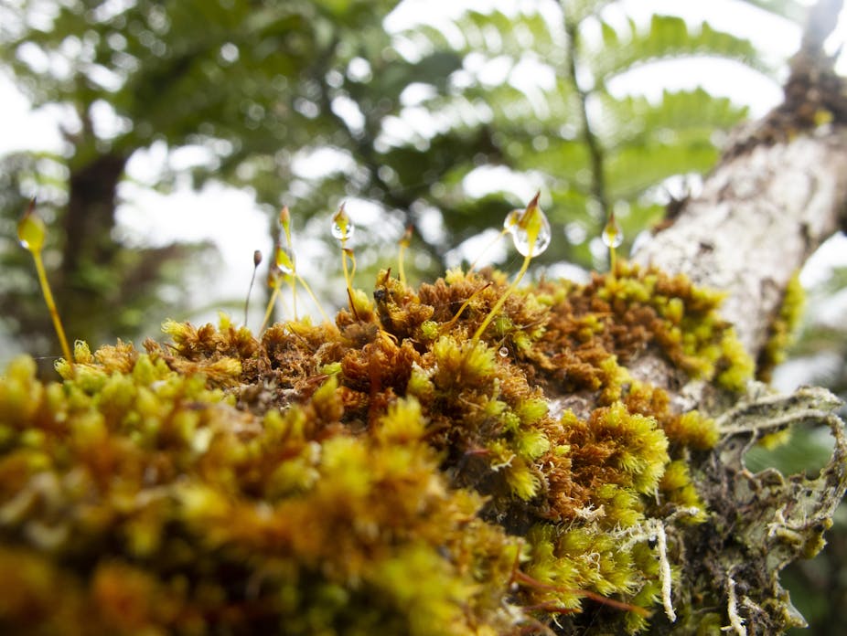 https://theconversation.com/the-secret-world-of-moss-ancient-ancestor-of-all-plants-and-vital-for-the-health-of-the-planet-205048