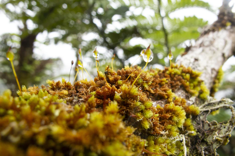 Olive moss growing on tree branch