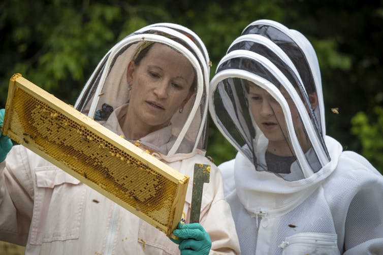 An adolescent boy in full beekeeper coveralls and veil stands besides his mother as she lifts a bee-covered honeycomb from a beehive.