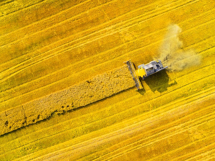 harvester in crop field