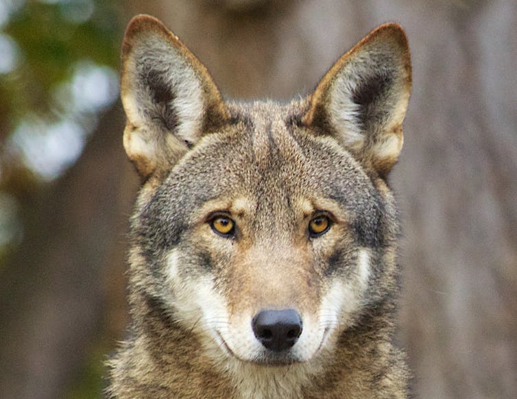 red wolf indonesia