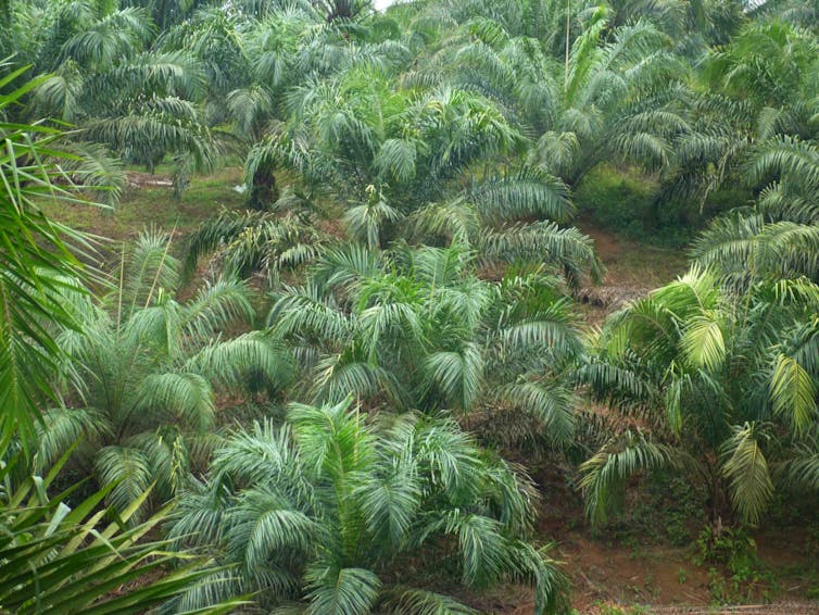 palm oil plantation