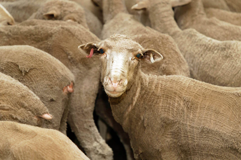 Sheep destined for the Middle East loaded in pens onboard the Al Messilah livestock vessel at the Fremantle wharf on Friday, February 22, 2019.