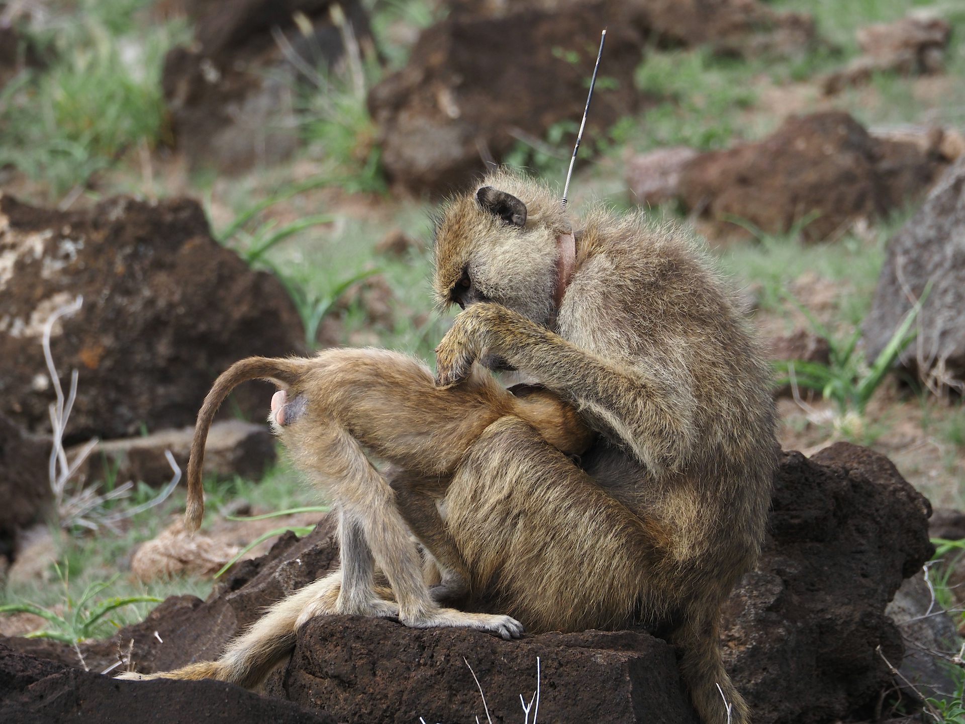 One baboon grooms another with its hands