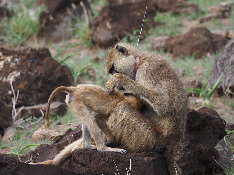 One baboon grooms another with its hands