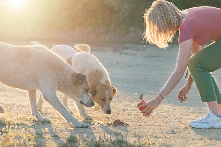 A young woman feeds two stray dogs food from a can.