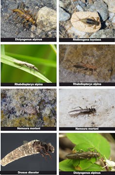 A multi-panel image of the invertebrate species included in the study.