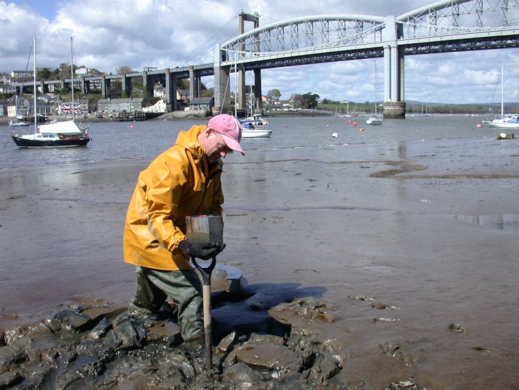 A man collecting small animals from the bed of a river estuary.