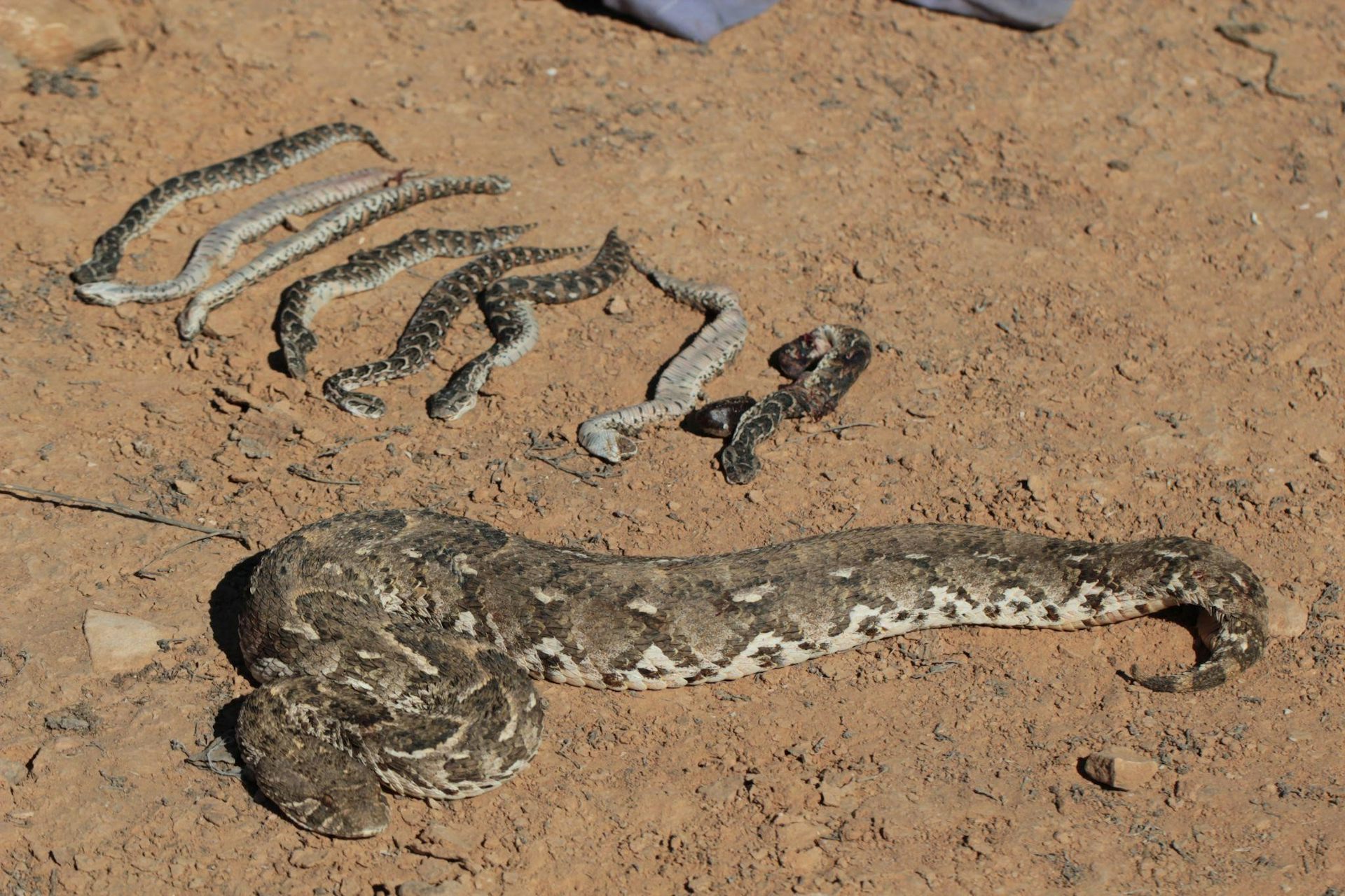 Charmeurs de serpents Marrakech quand le spectacle met mal