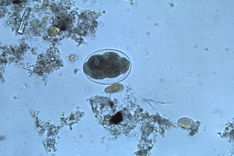 A cluster of dark circles is surrounded by formless blobs.