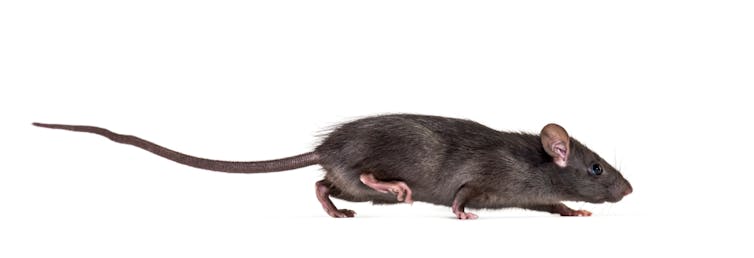 Rat marchant