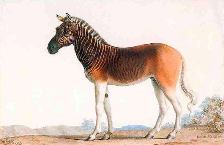 desenho de uma zebra quaga