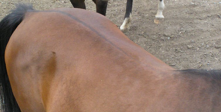 at üzerinde katır şeridi