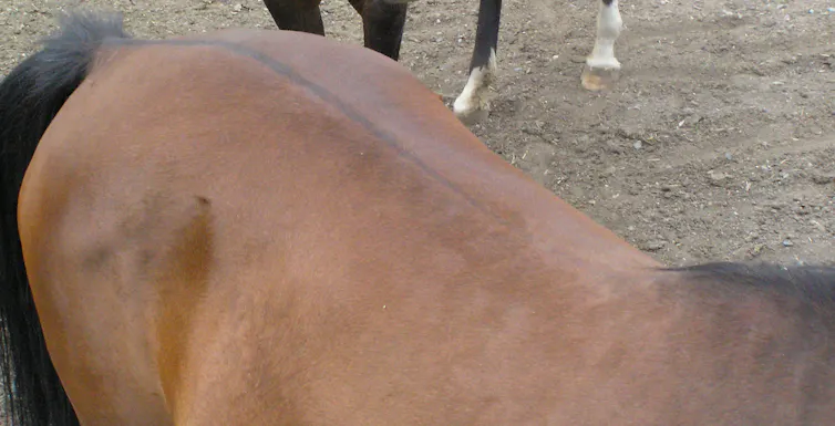 Raya de mulo en un caballo