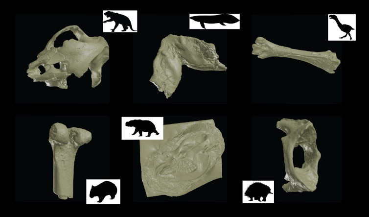 A collage shows six digital models of fossils accompanied by silhouette drawings of the animals they came from