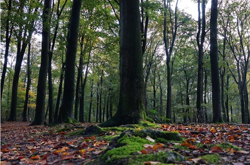 how listening to the sounds of soil helps us monitor and restore forest health