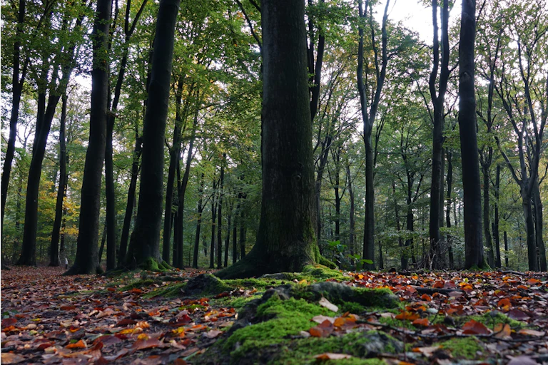 Looking at a green temperate forest from ground level