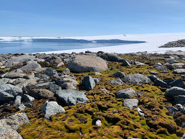A healthy green moss bed 10km south of Australia's Casey Research Station in Antarctica. Ice cliffs can be seen in the background, which lead up to the East Antarctic ice sheet. Antarctic moss beds grow primarily in coastal ice-free areas of Antarctica such as the one pictured here.