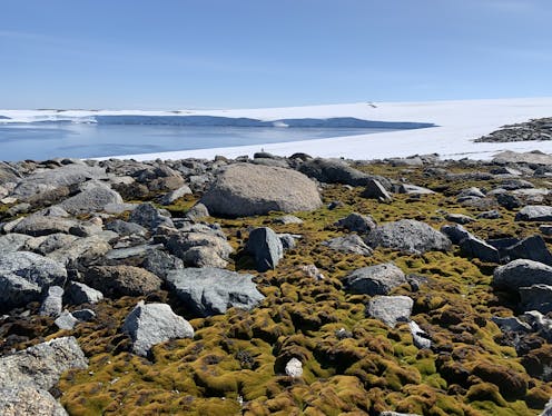 spying on Antarctic moss using drones, MossCam, smart sensors and AI