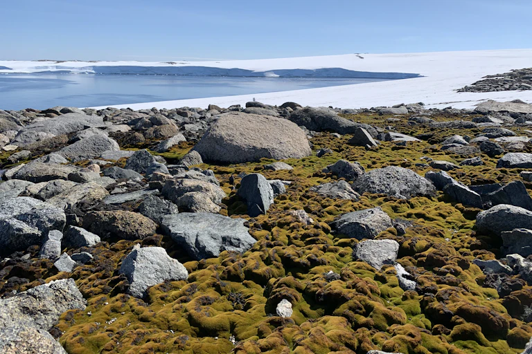 A healthy green moss bed 10km south of Australia's Casey Research Station in Antarctica. Ice cliffs can be seen in the background, which lead up to the East Antarctic ice sheet. Antarctic moss beds grow primarily in coastal ice-free areas of Antarctica such as the one pictured here.