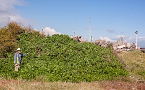 shedding light on the journey out of Africa for one of Australia's worst weeds