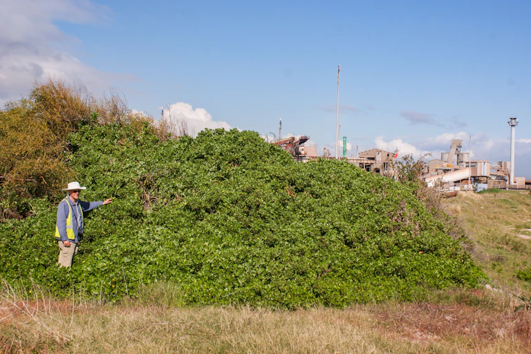 Author John K. Scott standing alongside a very large patch of bitou bush, possibly one of the initial colonisers at Kwinana Industrial Estate in Western Australia