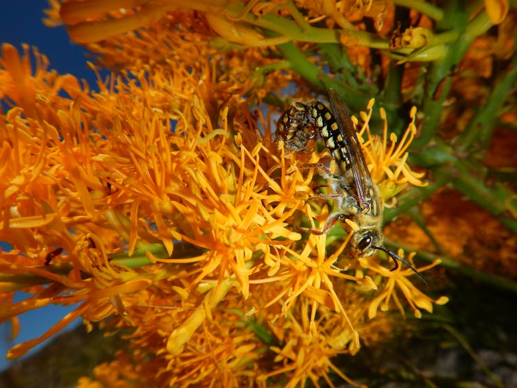 A close-up photo of a thynnid wasp on a mungee flower