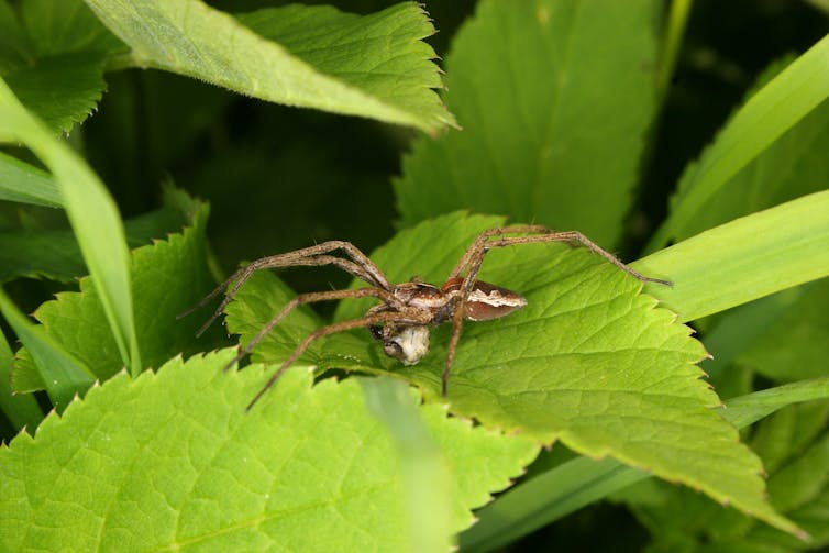 Nursery web spider on a leaf carrying a webbed gift.