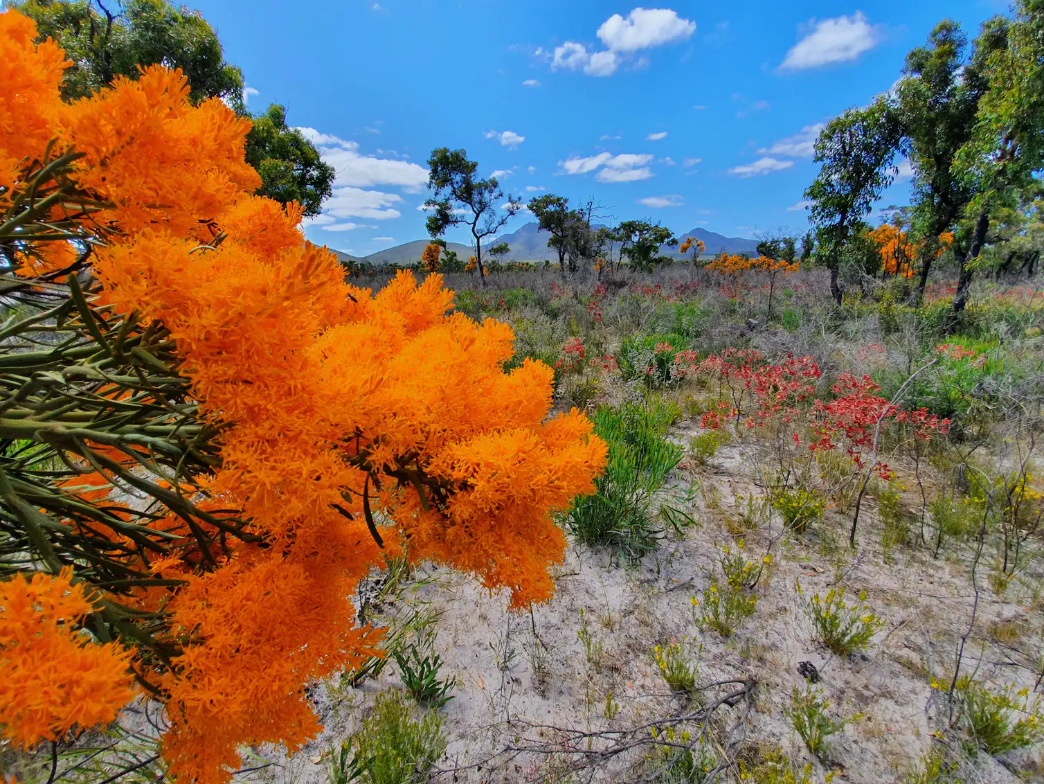 ‘WA’s Christmas tree’: what mungee, the world’s largest mistletoe, can ...