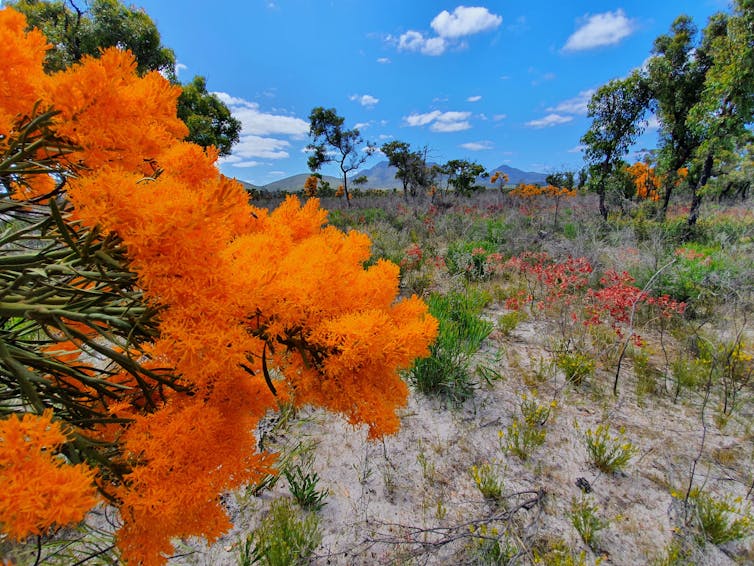 A landscape photo showing the mungee tree in full flower