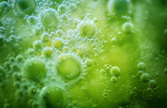 Bubbles, Abstract variation on theme of life originated in water 3.8 billion years ago.