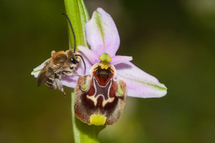 The bee orchid looking like a female bee.