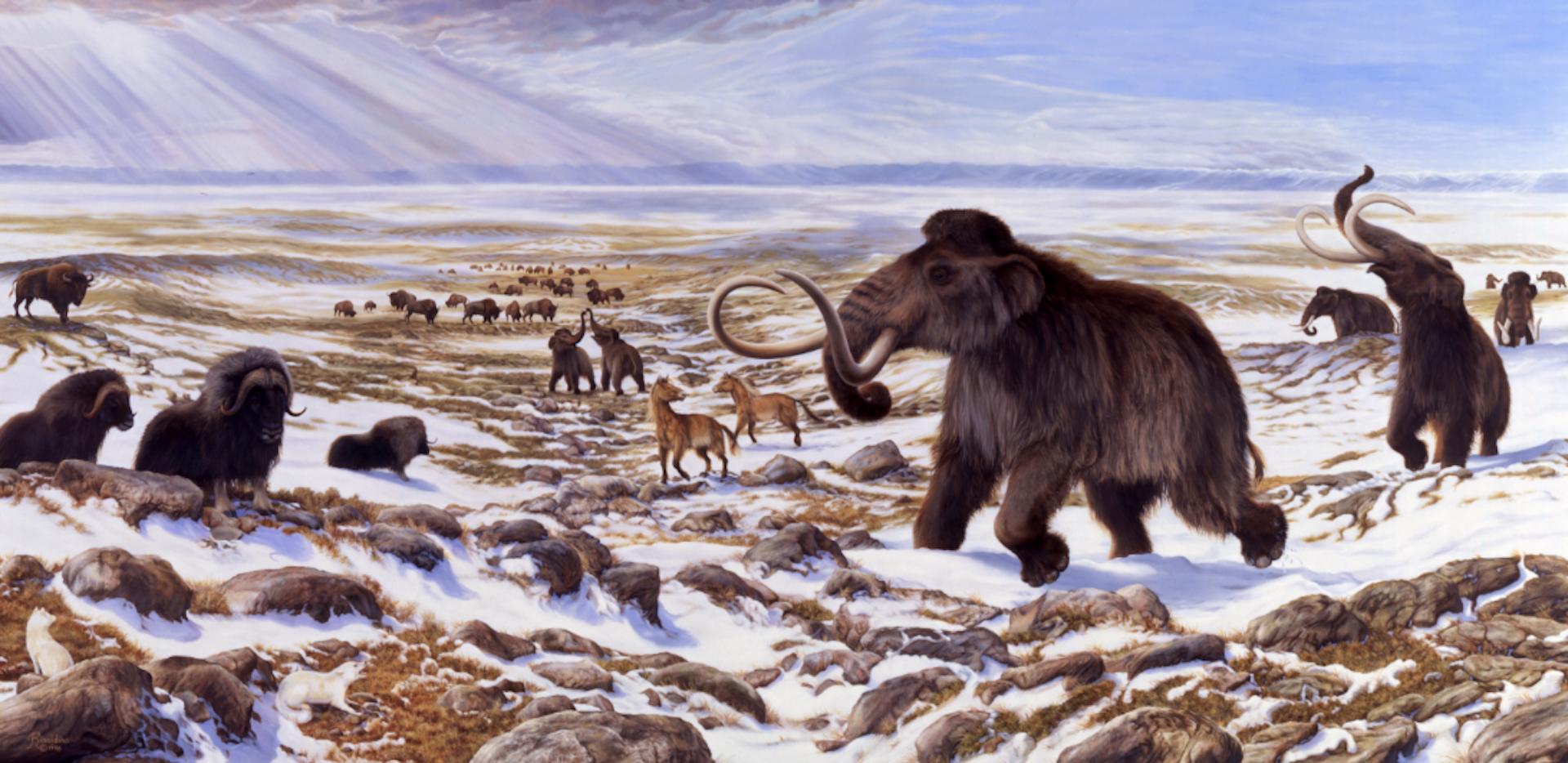 Did Climate Cause The Extinction Of The Ice Age Megafauna?