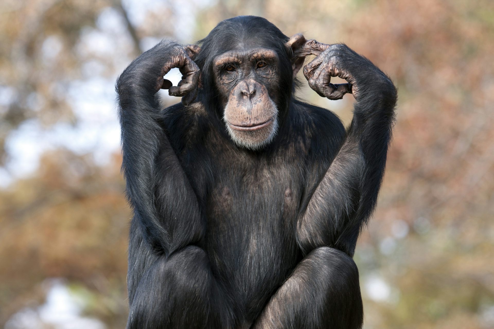 Image of a chimp holding its ears.