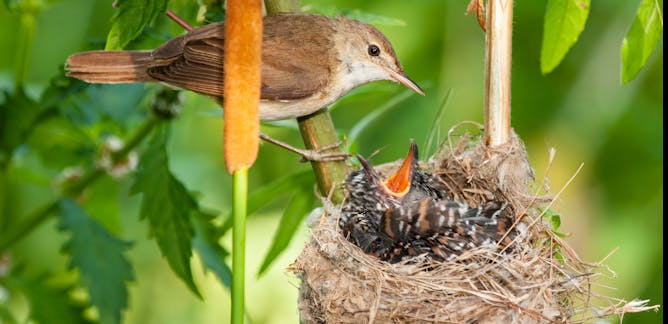 The Mysterious Ways of Bird Sexual Reproduction: Explained
