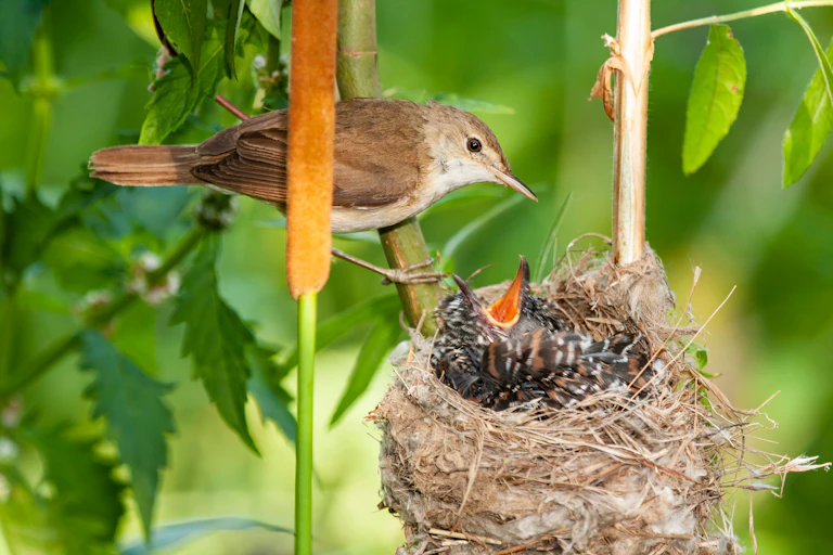 A young cuckoo being fed by its adoptive mother.