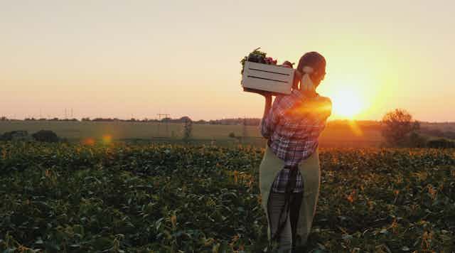 Back of woman with box of fresh produce on shoulder looking out to field and sunset.