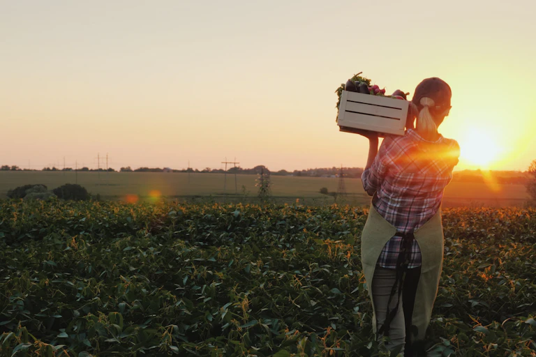 Back of woman with box of fresh produce on shoulder looking out to field and sunset.