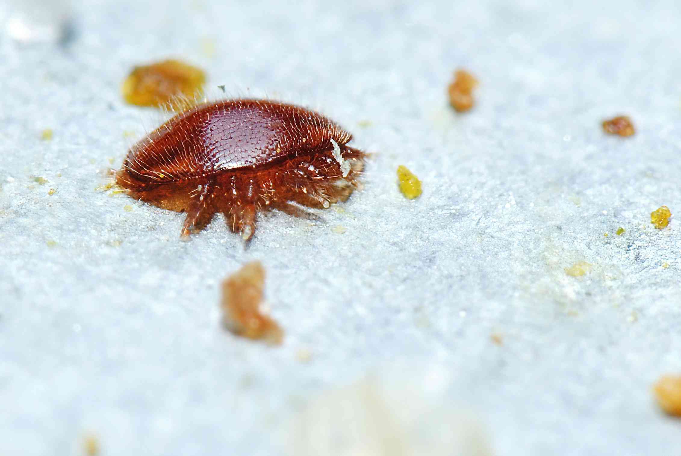 A small red mite facing the camera on a grey metallic background, the many legs of the mites are visible as well as a few pieces of wax