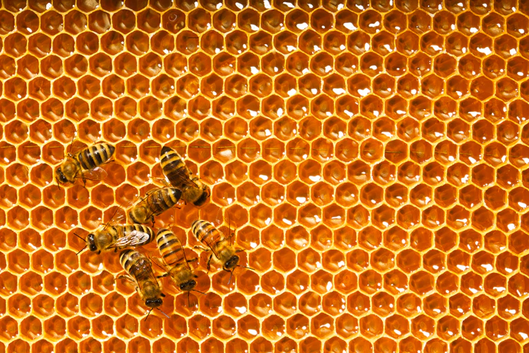 ABEILLES DANS UNE RUCHE