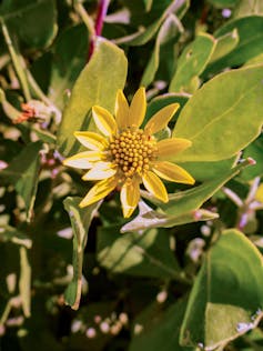 A closeup of a bitou bush flower