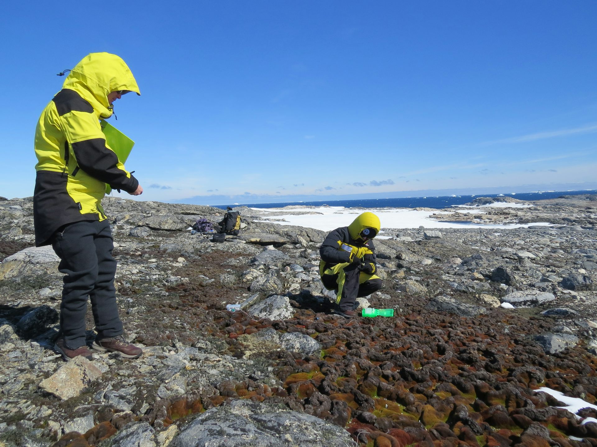 Collecting moss data