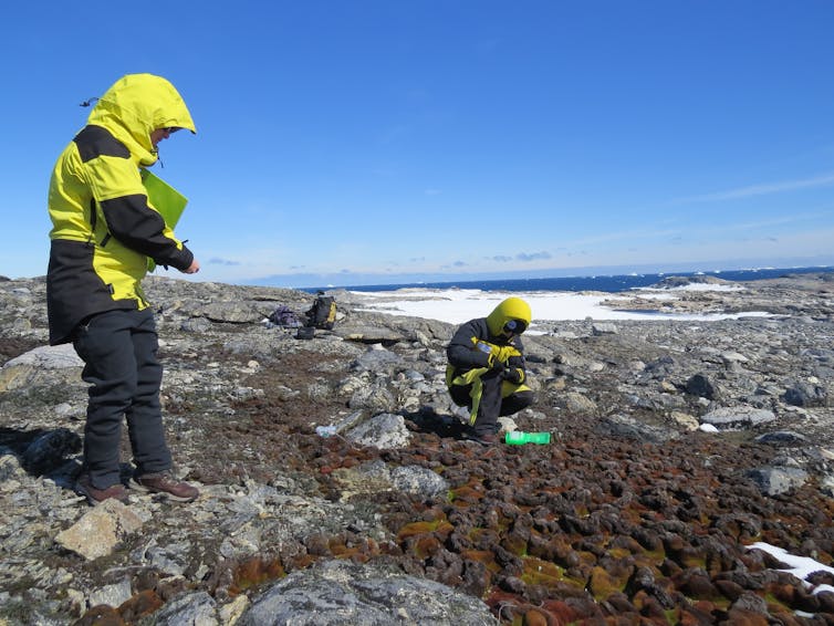 Collecting moss data