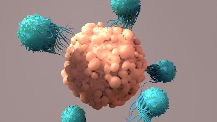 A digital drawing of T cells attacking a cancer cell.