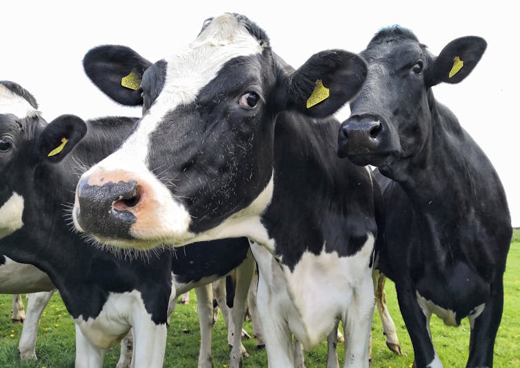 Three cows staring into a camera.